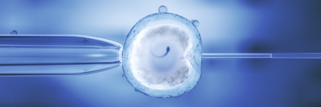 Fertilisation IVF