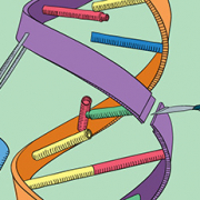 A cartoon showing a pair of hands doing 'surgery' on a molecule of DNA,