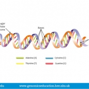 DNA double helix