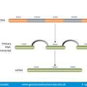 The process of splicing