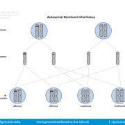 Autosomal dominant inheritance