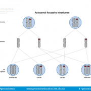 Autosomal recessive inheritance