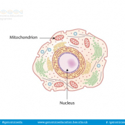 Cell structure