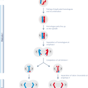 Meiosis