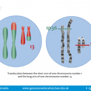 Reciprocal translocation