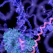 DNA being transcribed to mRNA by the RNA polymerase, and several enzymes within the nucleus of a cell