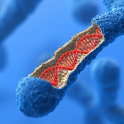 3D render of a chromosome with DNA helix exposed inside