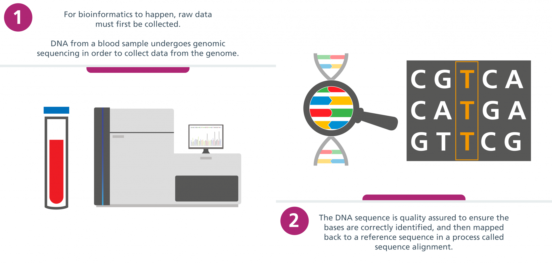 Step 1: For bioinformatics to happen, raw data must first be collected. DNA from a blood sample undergoes genomic sequencing in order to collect data from the genome. Step 2: The DNA sequence is quality assured to ensure the bases are correctly identified, and then mapped back to a reference sequence in a process called sequence alignment.