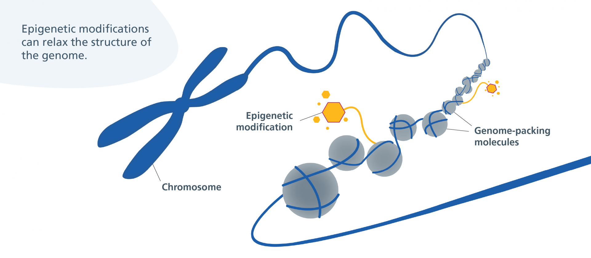 Epigenetic modifications relaxing the structure of the genome by
