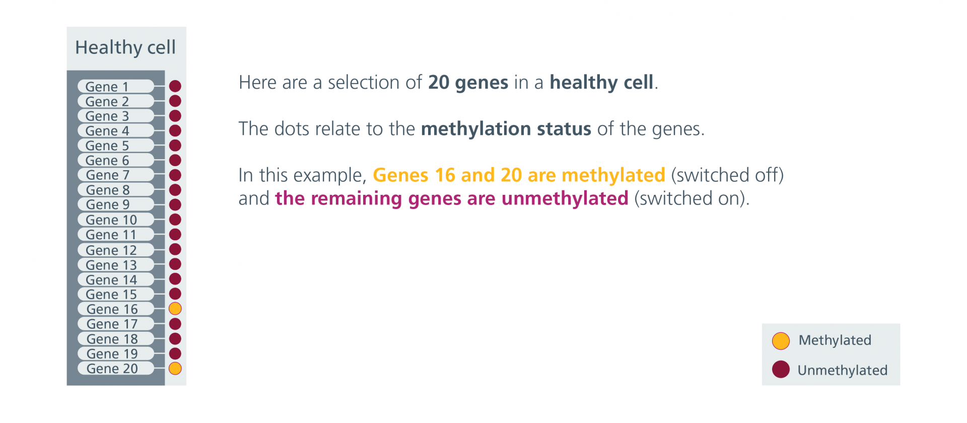 A selection of 20 genes in a healthy cell. Genes 16 and 20 are methylated (switched off) and the remaining genes are unmethylated (switched on).