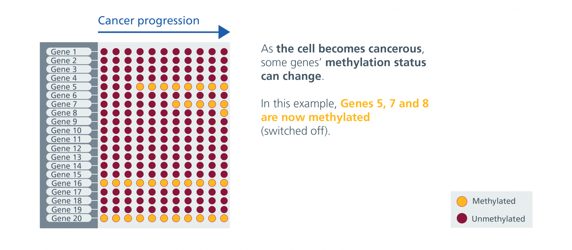 The cell becomes cancerous and the methylation status of some of the 20 genes begins to change. Genes 5, 7 and 8 are now methylated (switched off).