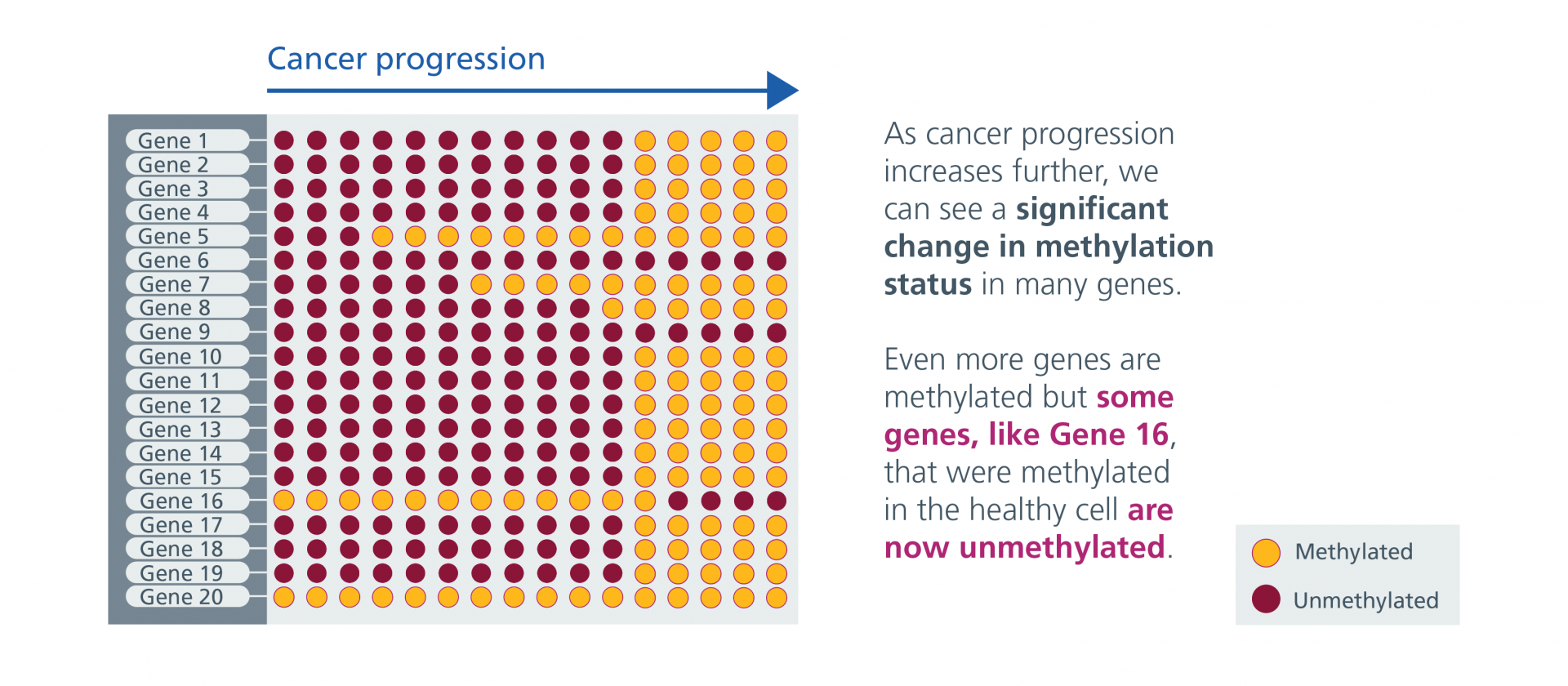 Cancer progresses further and methylation change continues. Even more genes are methylated but some genes that were methylated in the healthy cell are now unmethylated.