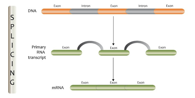 The process of splicing