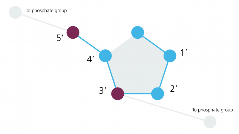 Five carbons in a sugar ring numbered 1' to 5'. Connections to phosphate groups are linked to the carbons on 3' and 5'.