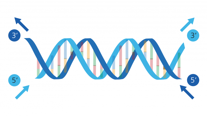 DNA helix with each strand of DNA being read from 5' to 3', despite running in opposite directions