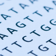 Lists of genomic bases: A, T, G and C