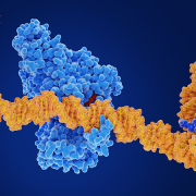 A 3D image of a protein interacting with a DNA stand while two nucleosomes flank it.