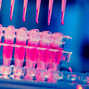 A row of test tubes full of neon pink liquid, each with a pipette dangling above it, drips of more pink liquid about to drop into them.