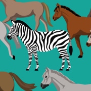 1 zebra among a field of horses