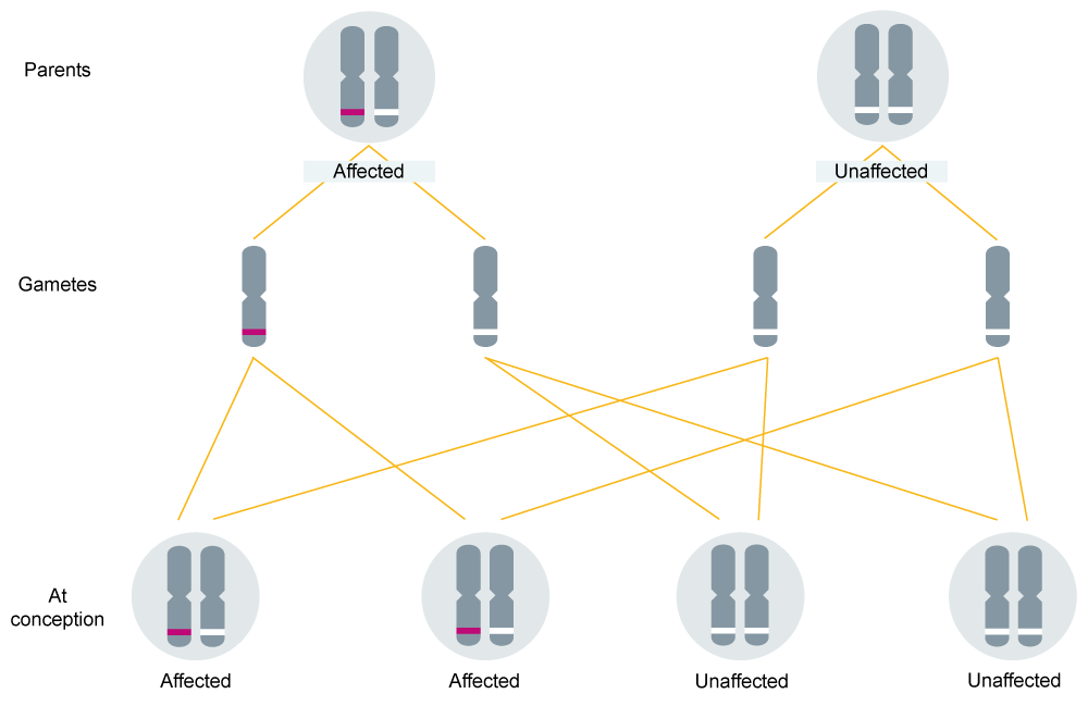 In Autosomal Dominant Inheritance Jsp Lang