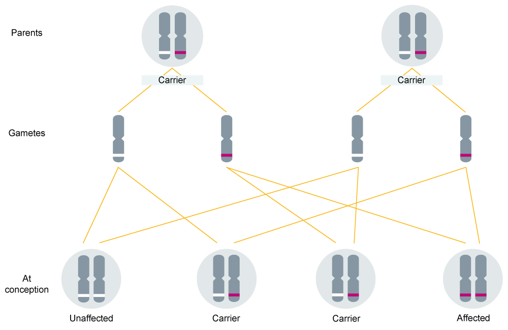 autosomal recessive inheritance