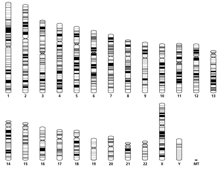 Karyotype — Knowledge Hub