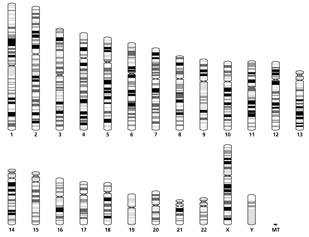 An ideogram of the whole genome comprising chromosomes 1-22, X, Y and the mitochondrial DNA.