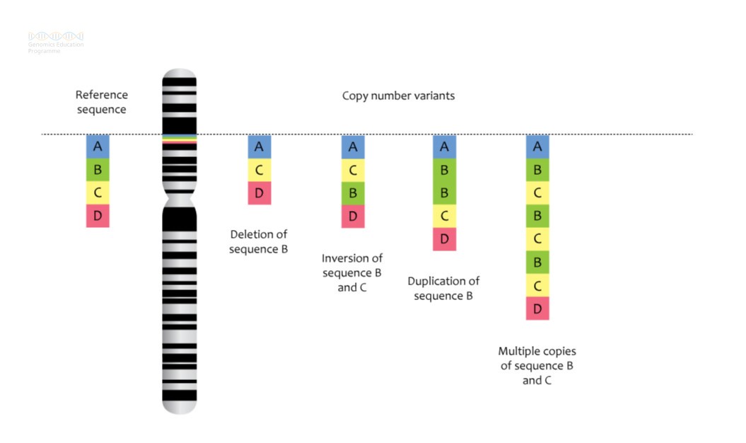 Deletions and microdeletions result in loss of genetic material