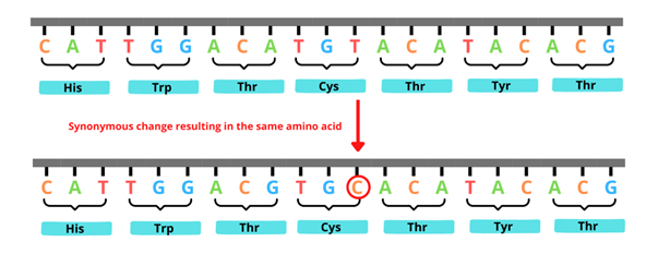 A synonymous change resulting in the same amino acid.