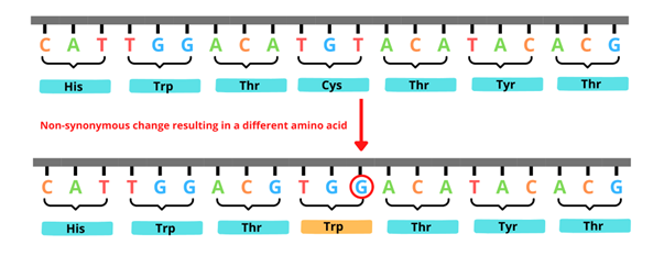 Non-synonymous change resulting in a different amino acid.