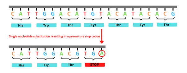 Single nucleotide substitution resulting in a premature stop codon.