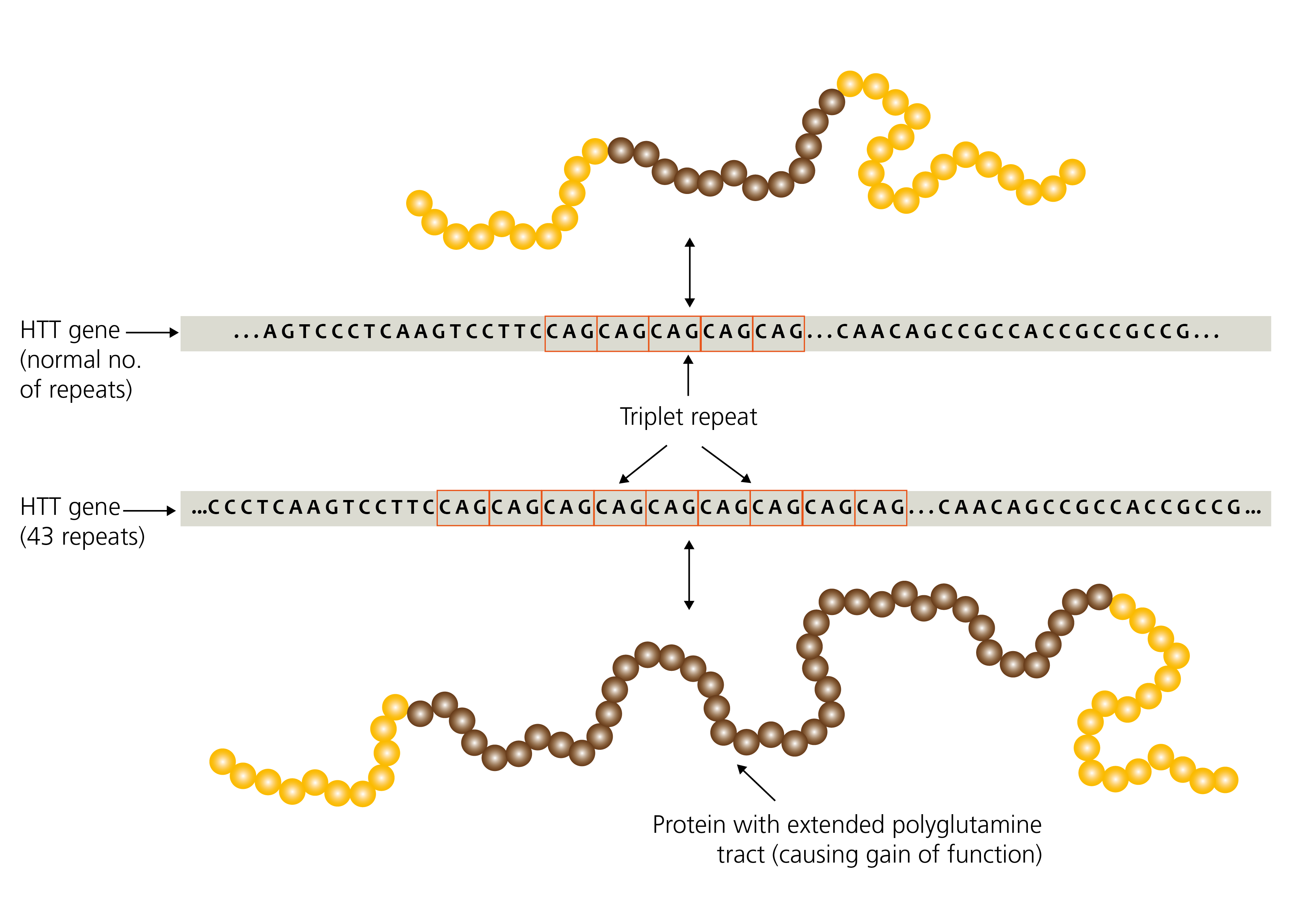 Two images of the HTT gene: one shows an unaffected gene, in which the number of repeats is short, and the other shows a gene affected by Huntingdon disease, in which the number of repeats is much longer.
