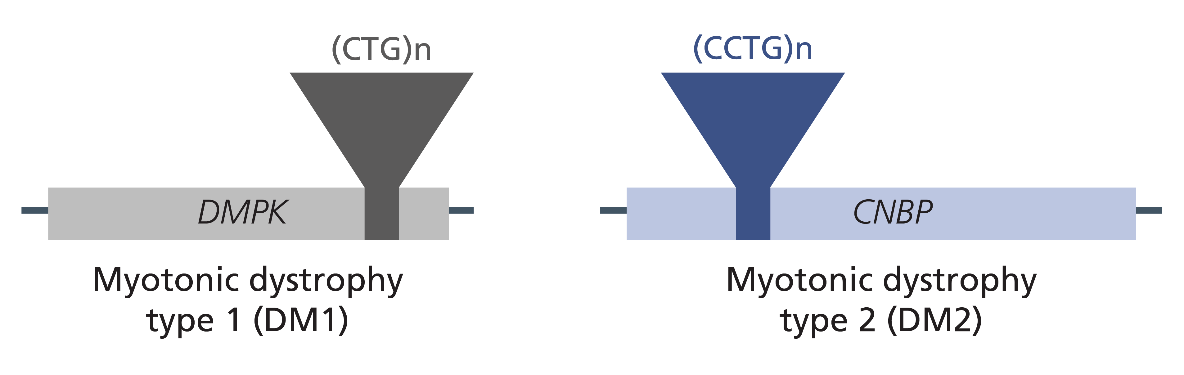 DM1 is caused by an abnormal number of CTG repeats in the DMPK gene, and DM2 by an abnormal number of CCTG repeats in the CNBP gene.