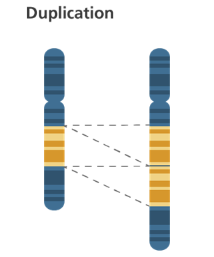 A chromosome, part of which has been duplicated.
