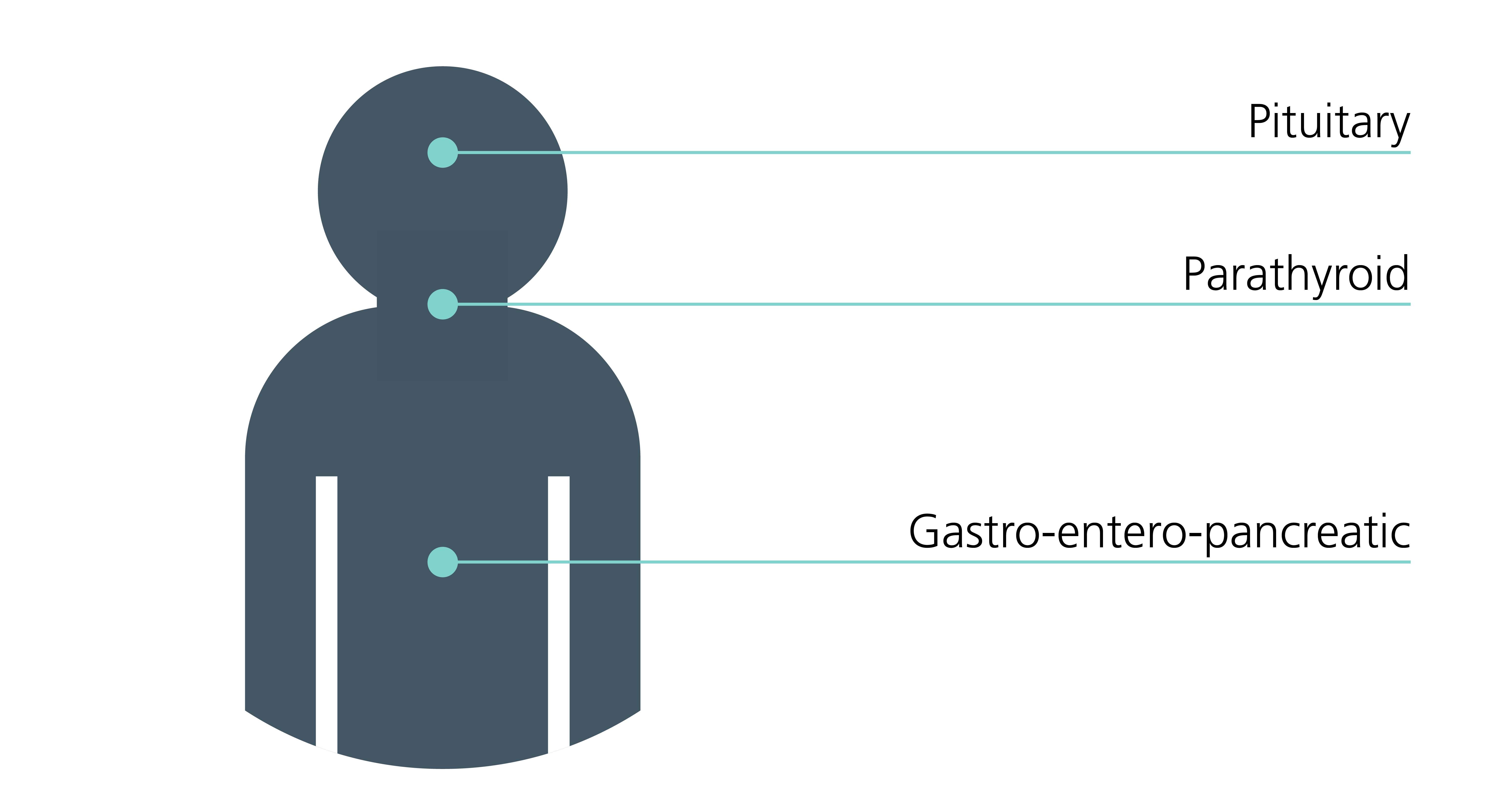 A basic human shape with green dots marking the places where tumours develop: pituitary, parathyroid and gastro-entero-pancreatic.