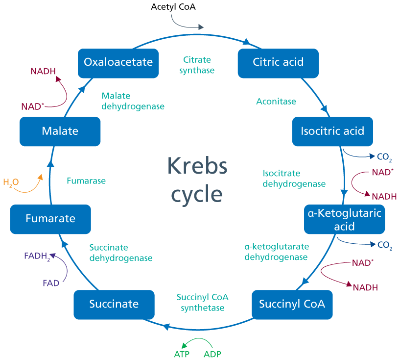 The infographic demonstrates the Krebs cycle, also known as the tricarboxylic acid cycle or citric acid cycle. This process takes place in the mitochondria and uses acetyl CoA as the starting substrate. A series of redox reactions facilitate production of cellular energy in the form of ATP.