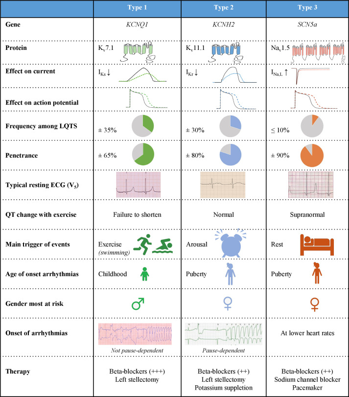 Genotype–phenotype relationship for the three most important subtypes: types 1, 2 and 3. I Kr, rapidly activating delayed rectifier potassium current; I Kr, rapidly activating delayed rectifier potassium current; I Na, L, late sodium current; LQTS, long QT syndrome; ↓, decrease; ↑, increase; +, therapeutic effect size of β-blocker therapy.