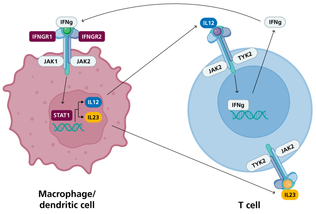 Two cells: a macrophage or dendritic cell, and a T cell. Upon recognition of the pathogen, phagocytes (or dendritic cells) secrete IL-12 and IL-23, which bind to their receptors on T cells, inducing the production of IFN-γ by STAT1 transcription factor binding. IFN-γ can bind to IFN-γ receptor on phagocytes to promote phagocyte-mediated killing of the pathogen.