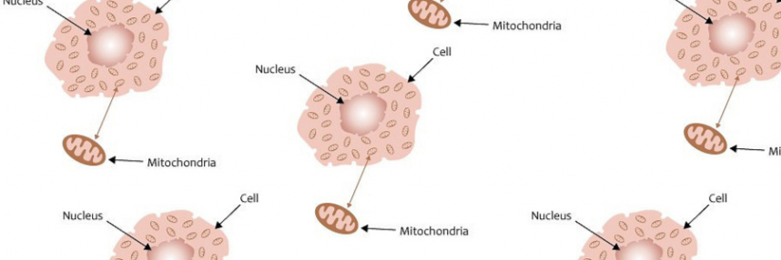 Mitochondrial Disease