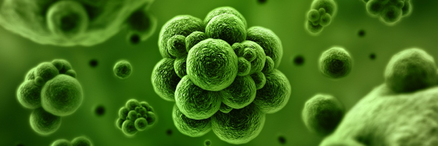 microbe-bacteria