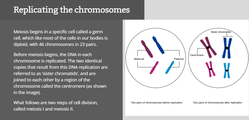 Replicating the chromosomes