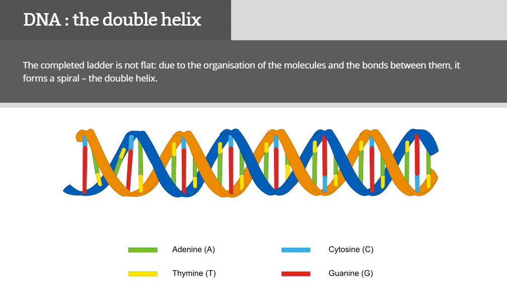 Genes to Genome