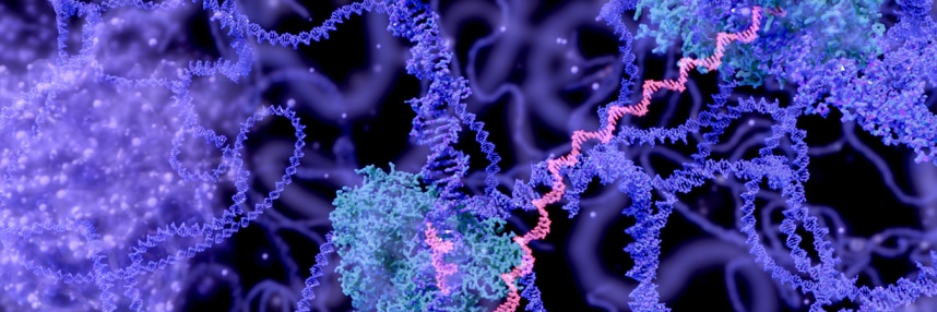 DNA being transcribed to mRNA by the RNA polymerase, and several enzymes within the nucleus of a cell