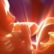 Fetus with DNA umbilical cord