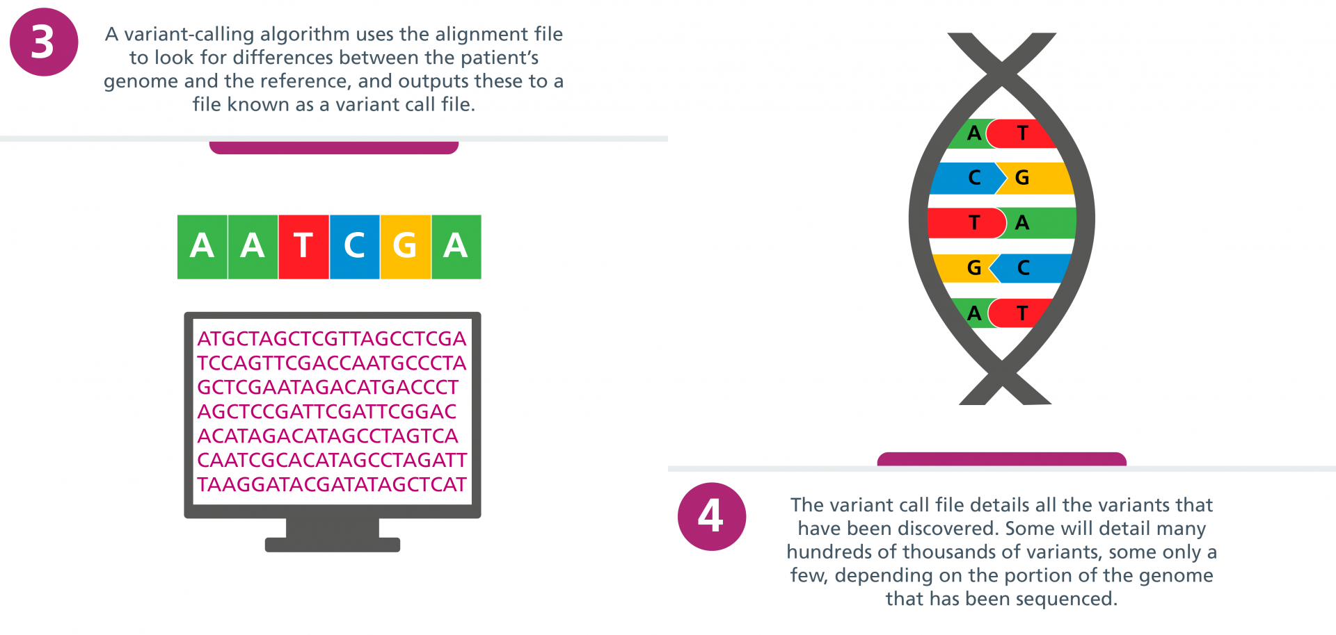 Step 3: A variant-calling algorithm uses the alignment file to look for differences between the patient's genome and the reference, and outputs these to a file known as a variant call file. Step 4: The variant call file details all the variants that have been discovered. Some will detail many hundreds of thousands, some only a few, depending on the portion of the genome that has been sequenced.
