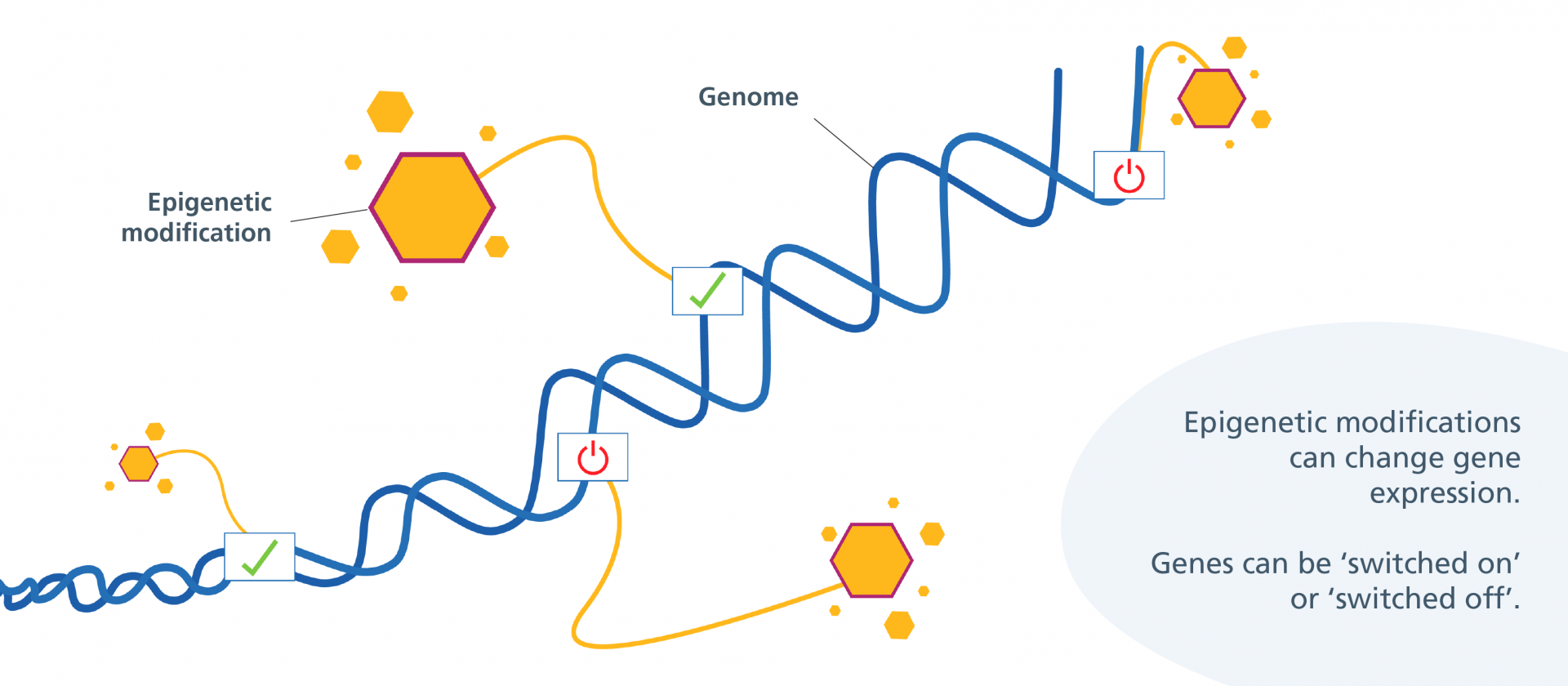 Epigenetic modifications changing gene expression: turning some genes 'on' and some genes 'off'.