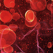 Red blood cells in bloodstream