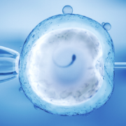 A human egg being fertilised using IVF