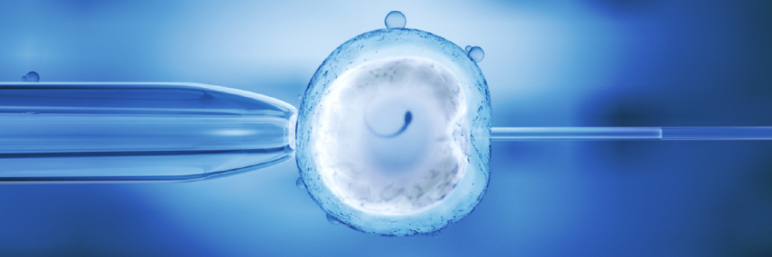 A human egg being fertilised using IVF