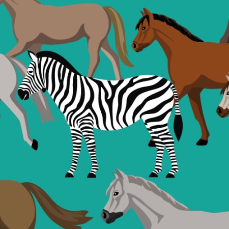 1 zebra among a field of horses